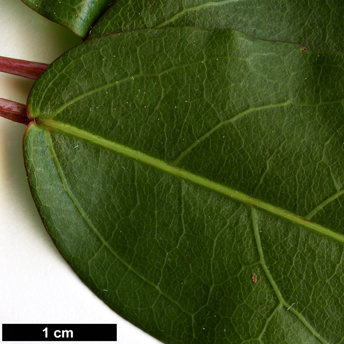 High resolution image: Family: Sapindaceae - Genus: Acer - Taxon: laevigatum